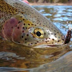 Red's Fly Shop Top 12 Nymphs For Trout // Deadly Dozen Assortment