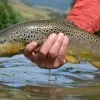 Red's Fly Shop Top 12 Dry Flies For Trout // Deadly Dozen Assortment -LINES & LEADERS Store 33075084278 3632040f81 k