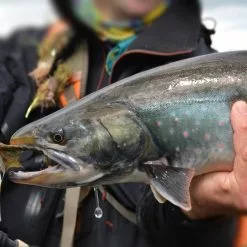 Red's Fly Shop Top 12 Trout Streamers // Deadly Dozen Assortment