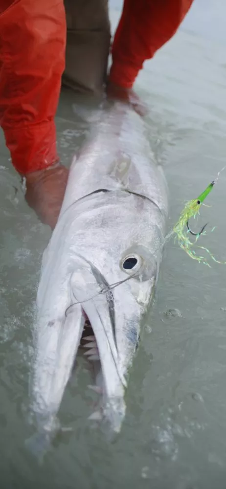 Cuda Snack By Fulling Mill // Barracuda Fly 4 Cuda Snack By Fulling Mill // Barracuda Fly - Image 2