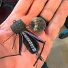 Rainy's Mormon Battalion Cricket By Rainys // Excellent Cantaria Beetle For Patagonia 2 Rainy's Mormon Battalion Cricket By Rainys // Excellent Cantaria Beetle For Patagonia -LINES & LEADERS Store 52592487428 cfb63311fa o scaled