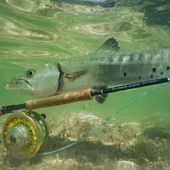 Far Bank Enterprises Sage SALT R8 // Saltwater Fly Rod 26 Far Bank Enterprises Sage SALT R8 // Saltwater Fly Rod -LINES & LEADERS Store SALT R8 13 scaled