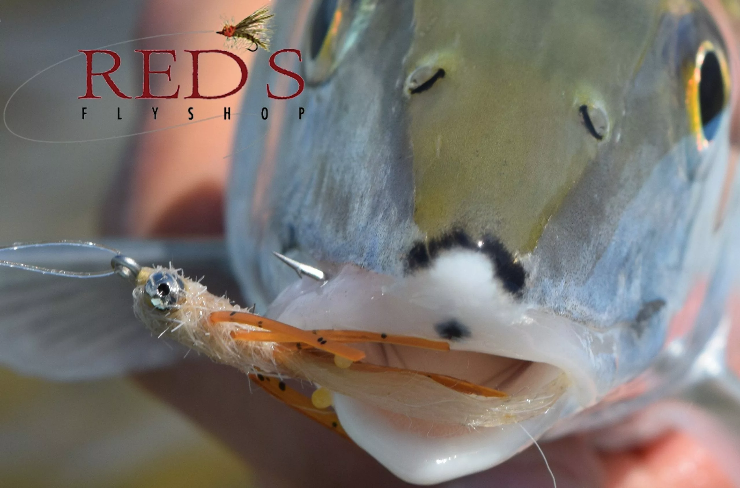 Mantis Shrimp By Umpqua // #1 Bonefish Fly 5 Mantis Shrimp By Umpqua // #1 Bonefish Fly - Image 3